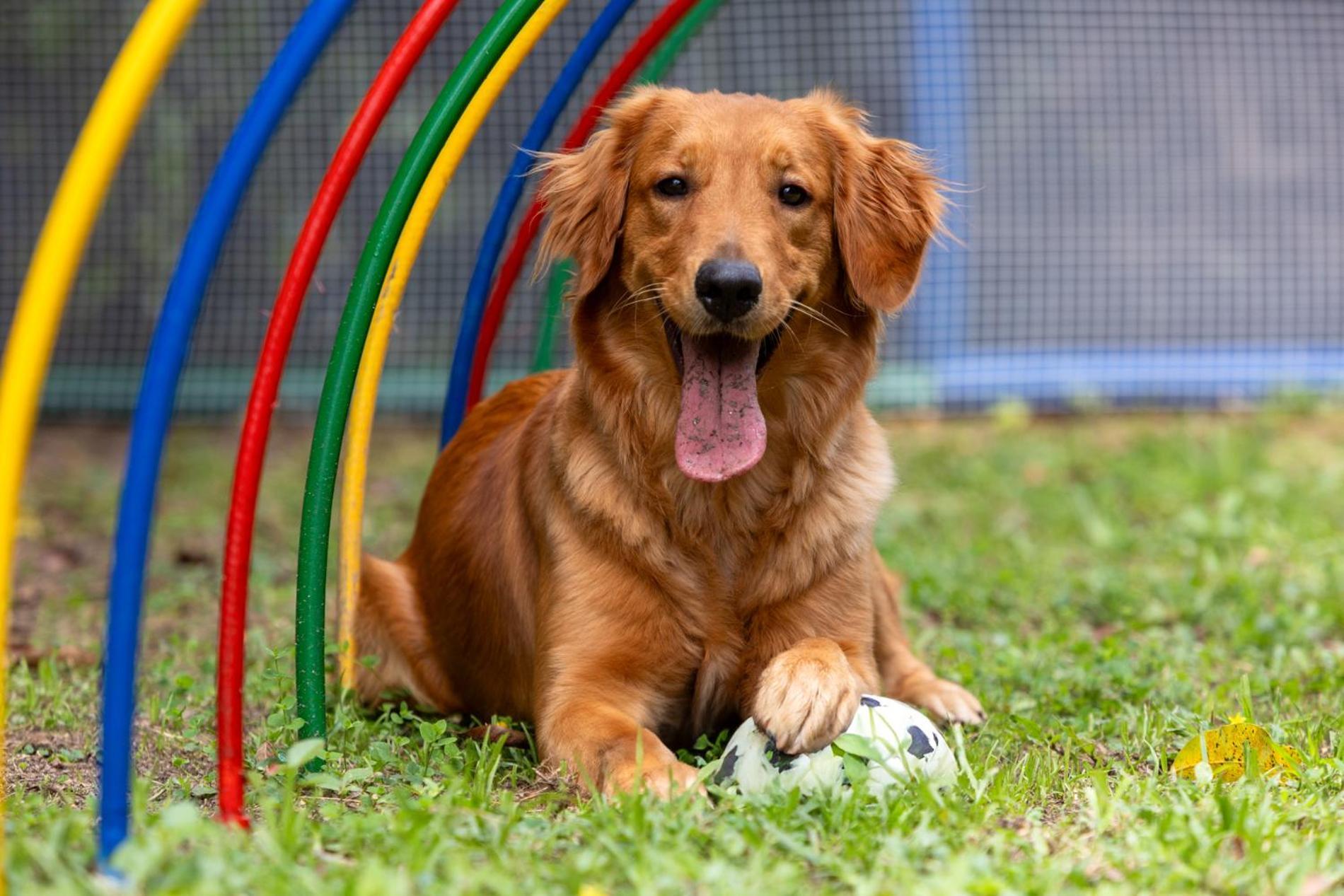 Hotel Dann Carlton Belfort Medellín Eksteriør bilde Golden Retriever