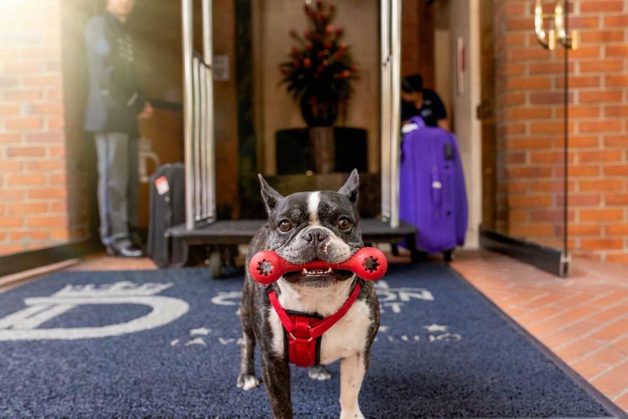 Hotel Dann Carlton Belfort Medellín Eksteriør bilde Boston Terrier at the entrance of the hotel